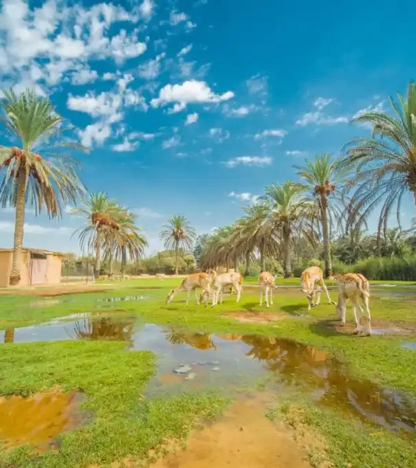 Africano park Alexandria safari from Cairo